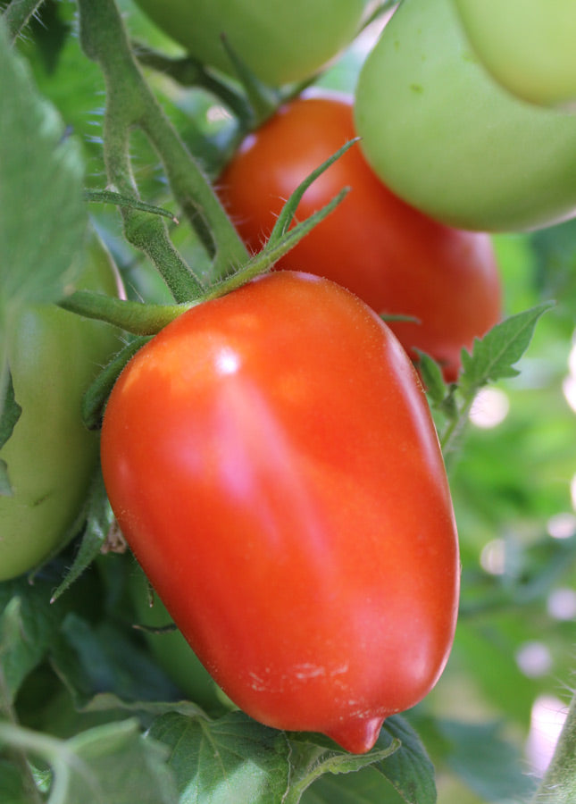 Aimers Organic San Marzano Tomato Seeds (Aimers International) - Packet