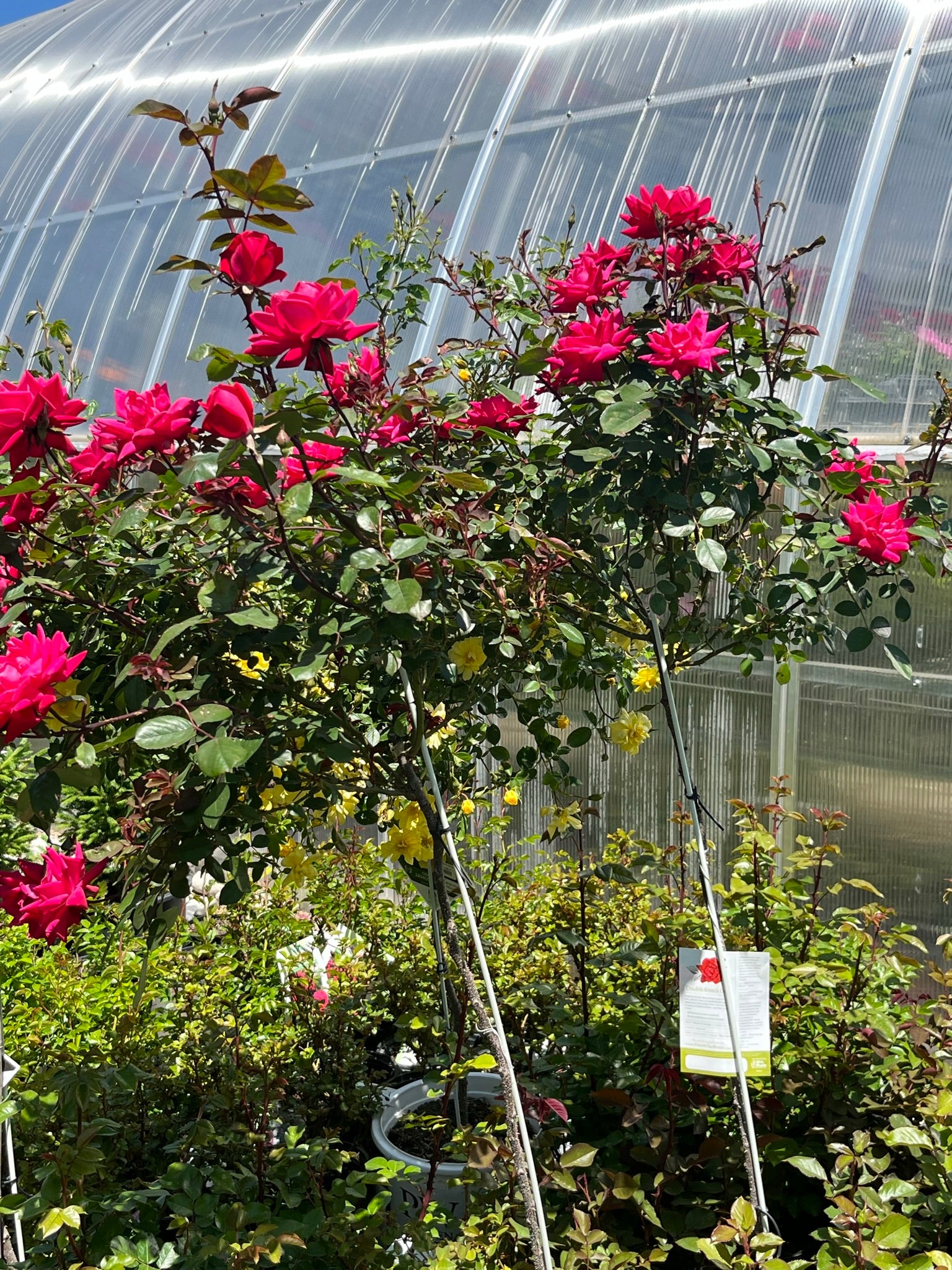Double Red Knock Out Rose - 5 Gallon Potted Tree
