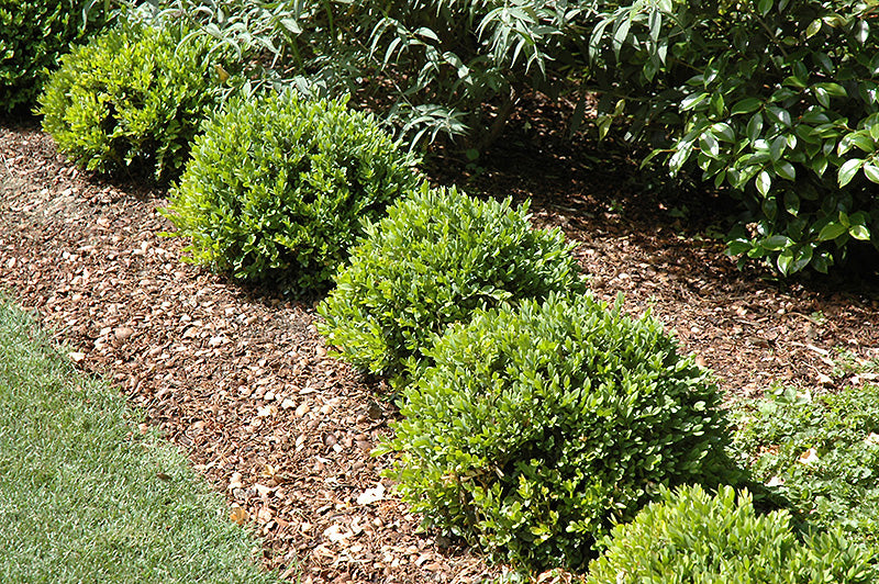 Green Velvet Boxwood (Buxus 'Green Velvet') - 3 Gallon Potted Shrub