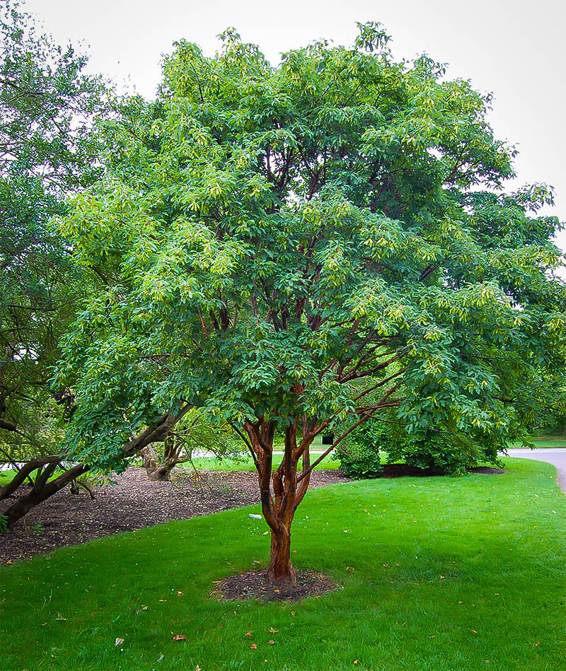 Acer griseum (Paperbark Maple) - 200cm