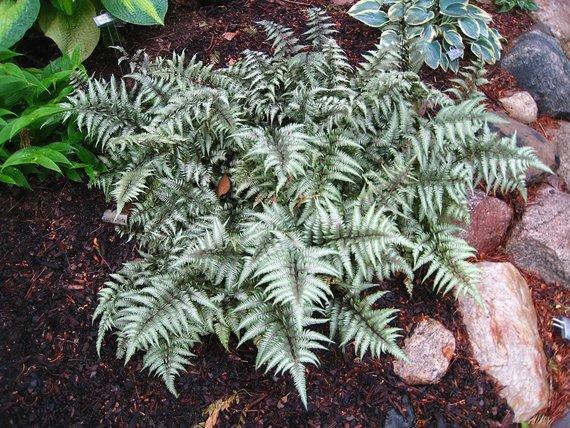 Athyrium niponicum var. pictum 'Metallicum' (Painted Lady Fern) - 1 Gallon Potted Perennial
