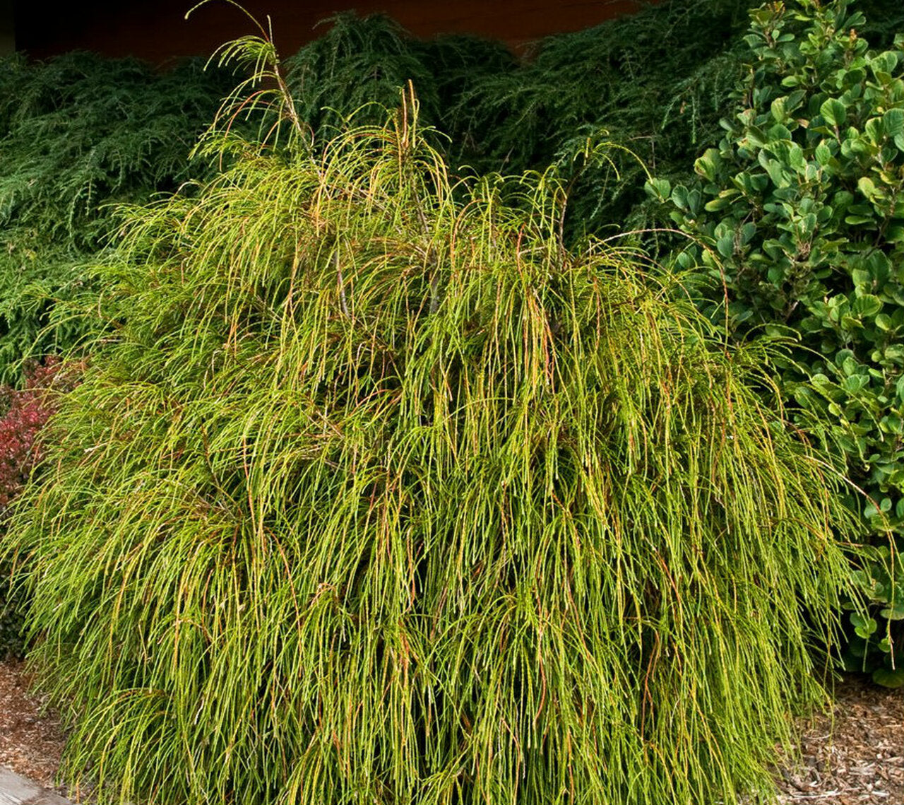 Whipcord Cedar (Thuja plicata 'Whipcord') - 1 Gallon Potted Tree