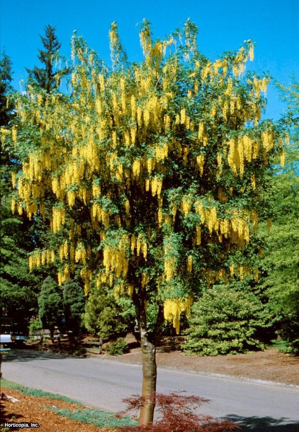 Laburnum x watereri 'Vossii' (Golden Chain Tree) - 175 cm