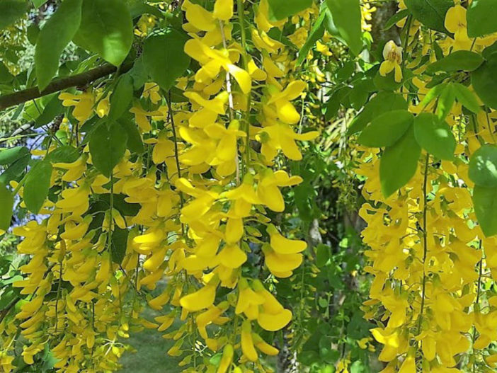 Laburnum x watereri 'Vossii' (Golden Chain Tree) - 175 cm