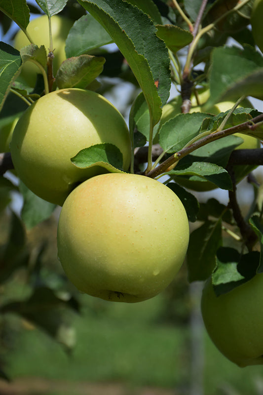Golden Delicious Apple (Malus 'Golden Delicious') - 7 Gallon Potted Fruit Tree