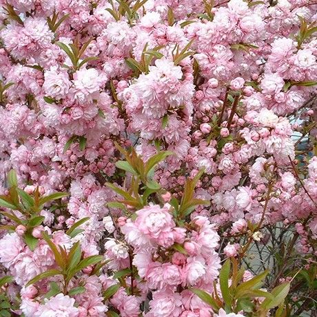 Double Pink Flowering Almond (Prunus glandulosa 'Rosea Plena') - 7 Gallon Potted Tree