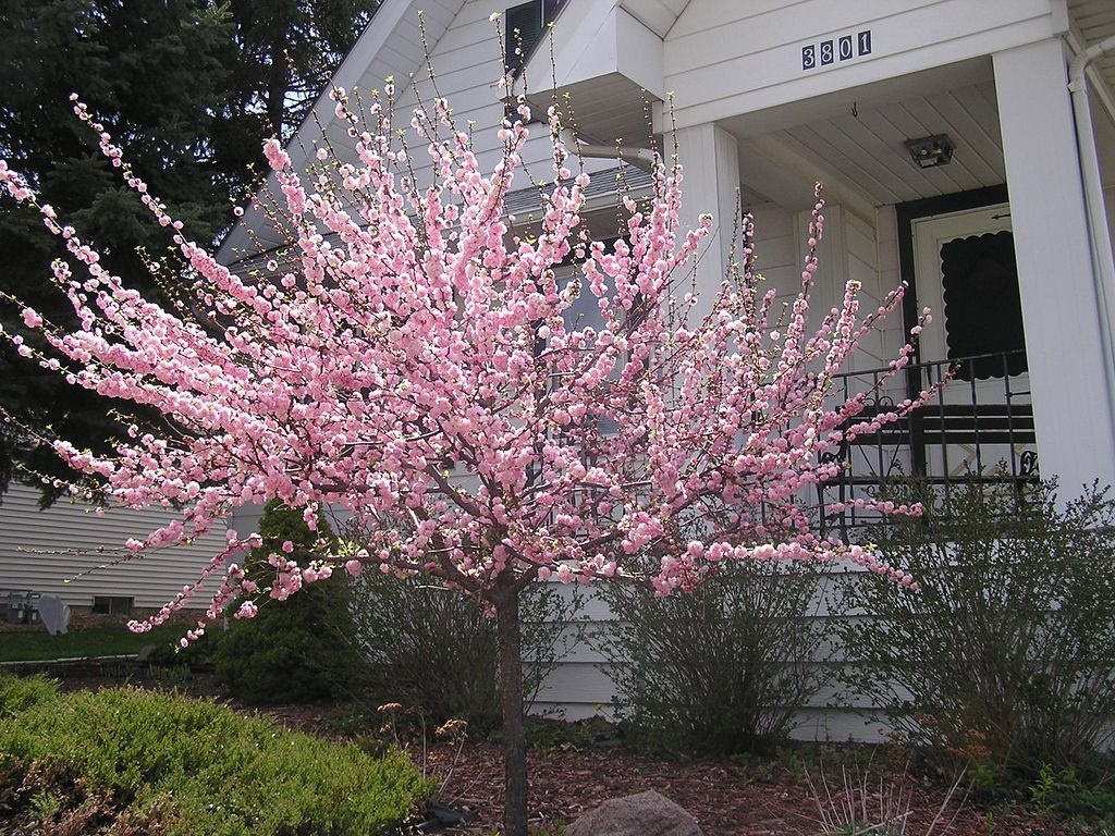 Double Pink Flowering Almond (Prunus glandulosa 'Rosea Plena') - 7 Gallon Potted Tree