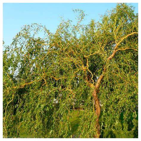 Salix babylonica var. pekinensis 'Tortuosa' (Corkscrew Willow) - 2 Gallon Potted Tree