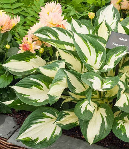 Hosta 'Fire and Ice' (Plantain Lily) - 1 Gallon Potted Perennial
