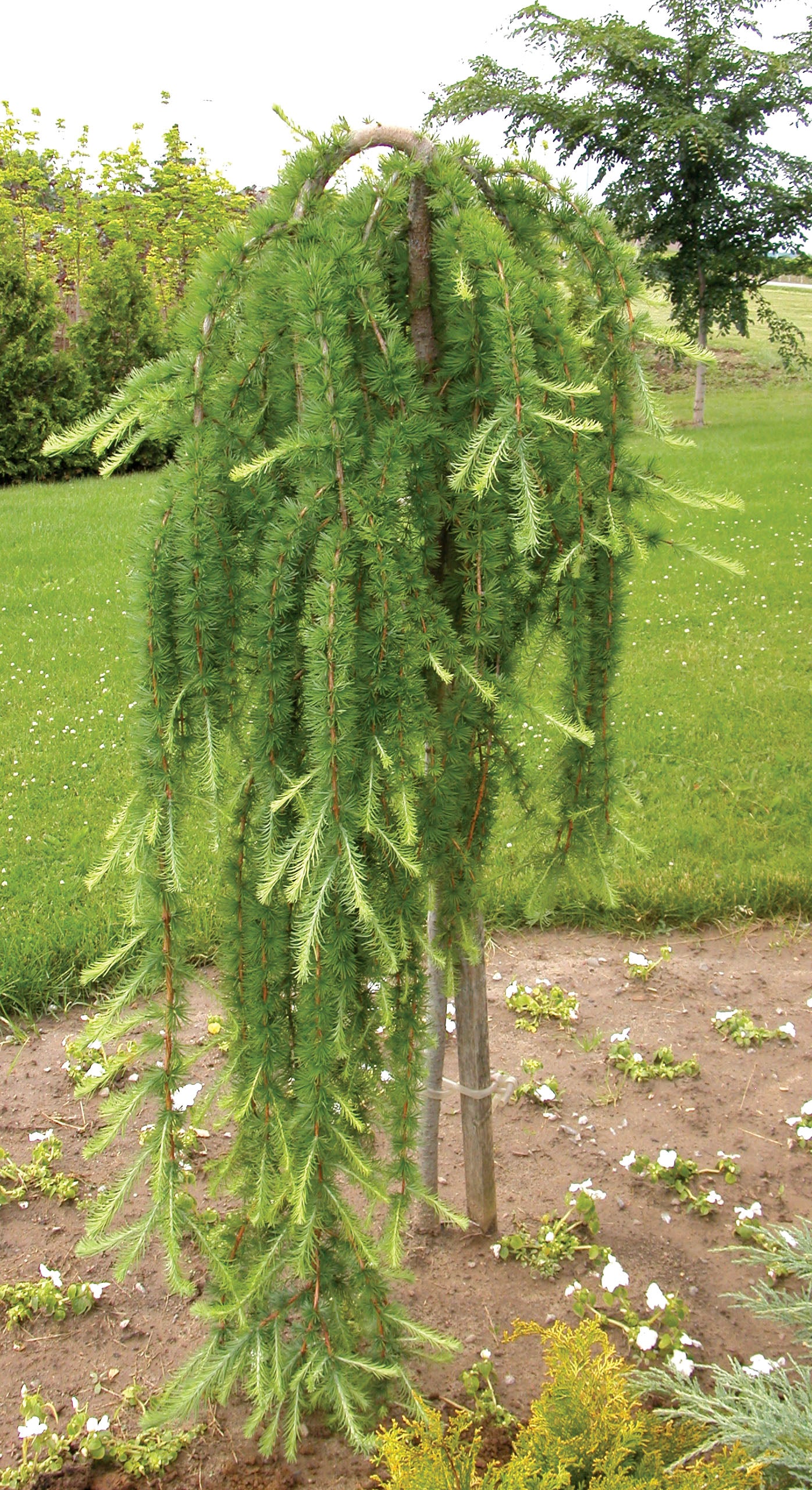 Weeping European Larch Standard (Larix decidua 'Pendula') - 10 Gallon Potted Tree