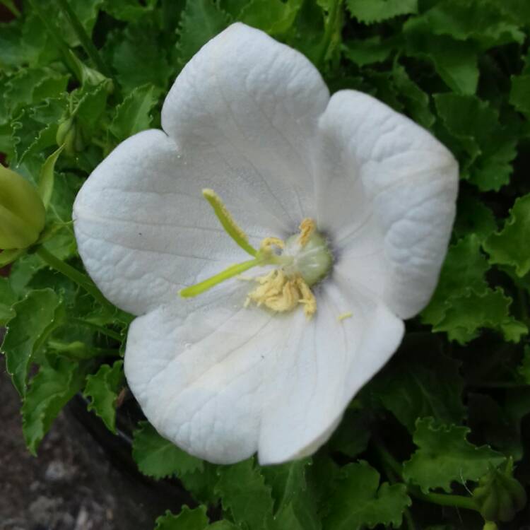 Campanula carpatica 'White Clips' (Carpathian Bellflower) - 1 Gallon Potted Perennial