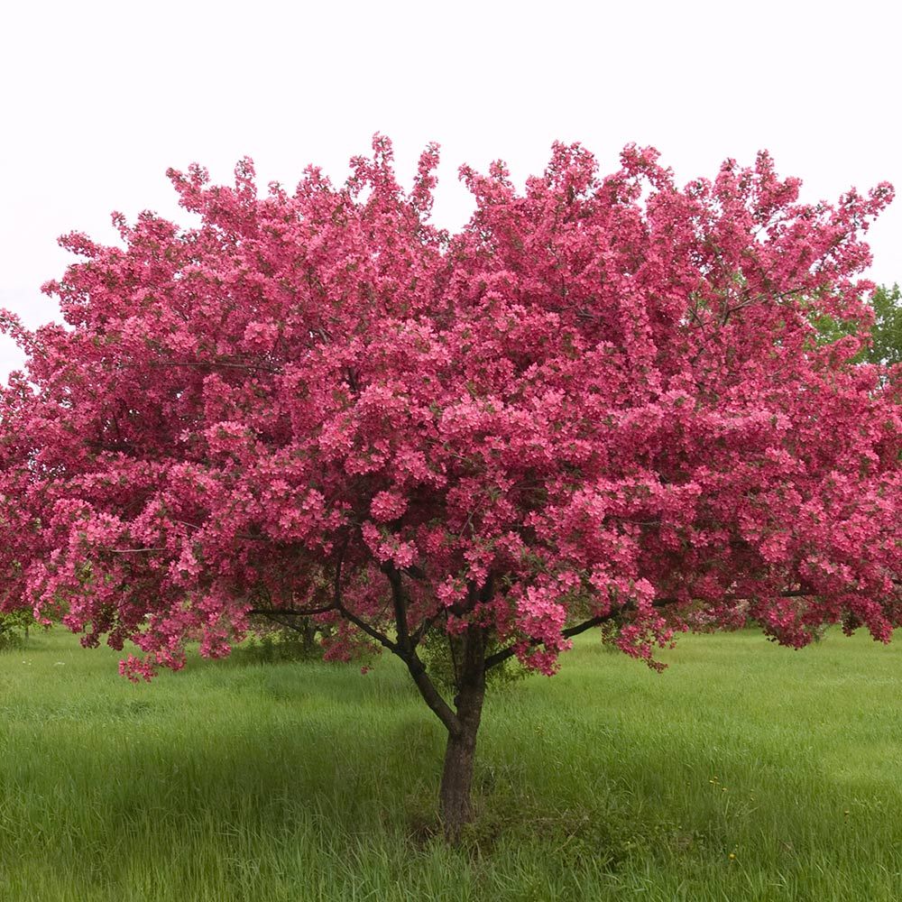 Prairifire Flowering Crabapple (Malus 'Prairifire') - 200cm - 10 Gallon Potted Tree