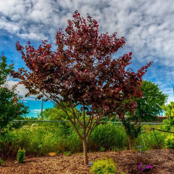 Cercis canadensis 'Merlot' (Eastern Redbud) - 10 Gallon Potted Tree