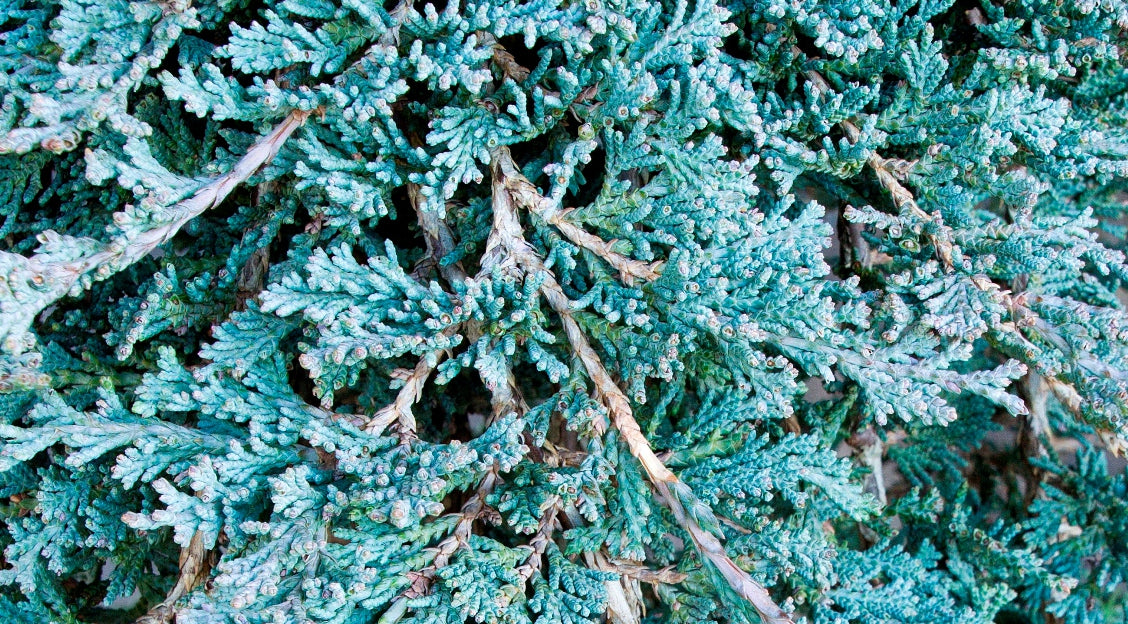 Icee Blue Juniper (Juniperus horizontalis 'Icee Blue') - 3 Gallon Potted Shrub