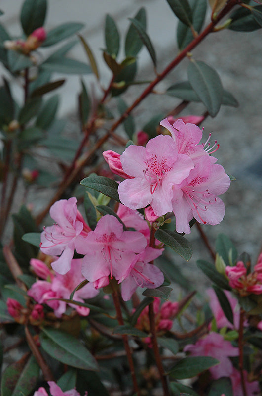 Aglo Rhododendron (Rhododendron 'Aglo' - 2 Gallon Potted Shrub