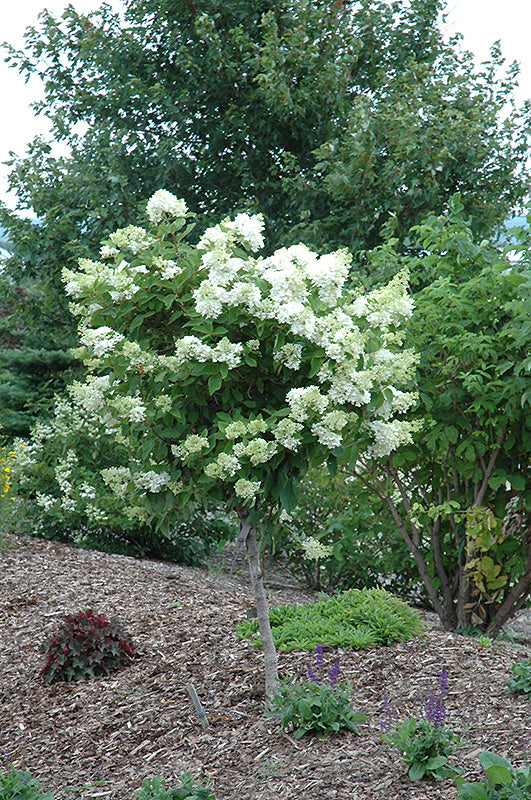 Pink Diamond Hydrangea (tree form) (Hydrangea paniculata 'Pink Diamond (tree form)' - 7 Gallon Potted Tree