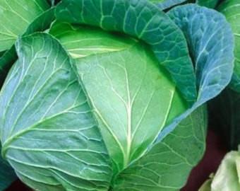 OSC Brunswick Sauerkraut Cabbage Seeds (Aimers International) - Packet
