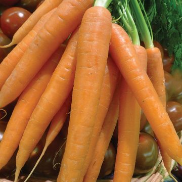 OSC Tendersweet Carrot Seeds (Aimers International) - Packet