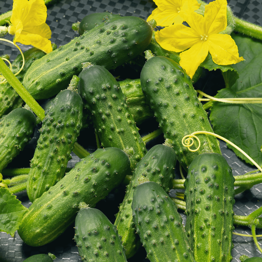 OSC Calypso Hybrid Cucumber Seeds (Aimers International) - Packet