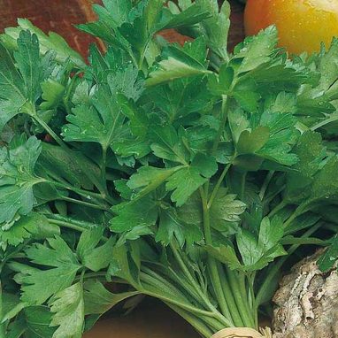 OSC- Giant of Italy Parsley Seeds (Aimers International) - Packet