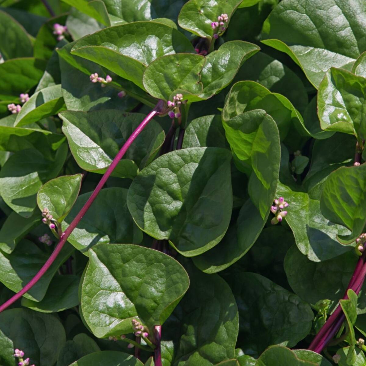 OSC Red Malabar Spinach Seeds (Aimers International) - Packet