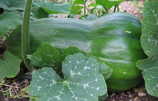 OSC Naples Long Squash Seeds (Aimers International) - Packet